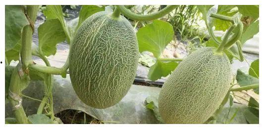 bsv6.n吃瓜,揭秘吃瓜群众的狂欢盛宴