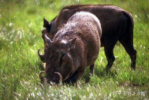 野猪吃角瓜吗,揭秘它们对角瓜的喜好