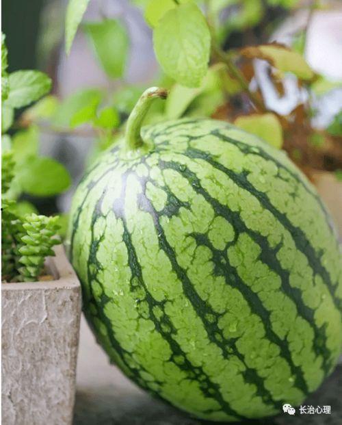 小陈在吃瓜,小陈的瓜田奇遇记