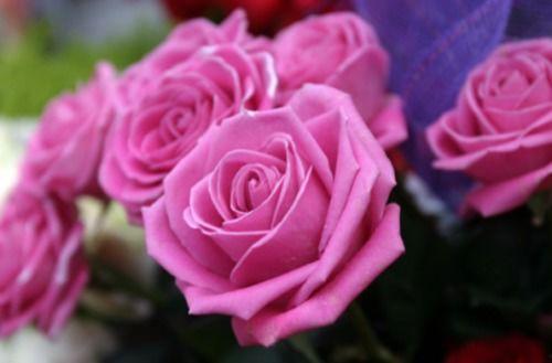 头条最好的玫瑰品种,最佳玫瑰品种的优雅传奇