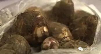 黑料速看,网络舆论背后的真相与争议