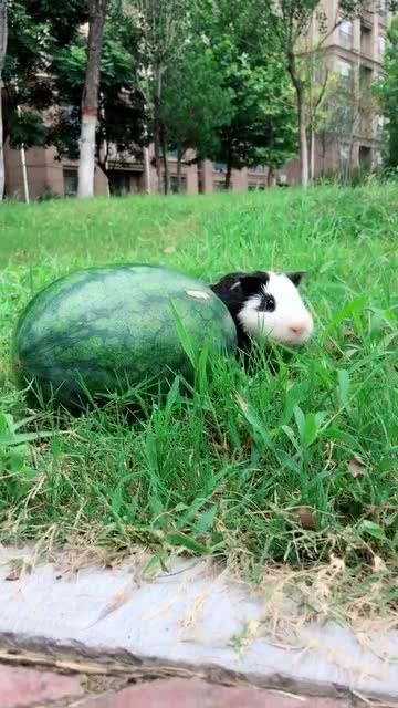 吃瓜之被偷家,揭秘网络诈骗背后的真相