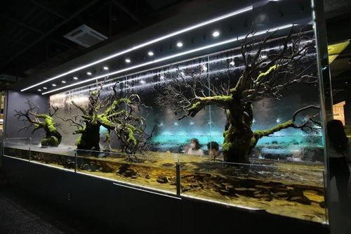 网红缸图片大全,揭秘热门水族箱美学风尚