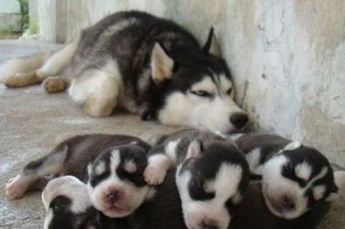 网红熊摸哈士奇头,意外摸哈士奇头引发网友热议