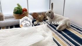 导演喂兔子吃瓜,兔子与瓜果的温馨邂逅