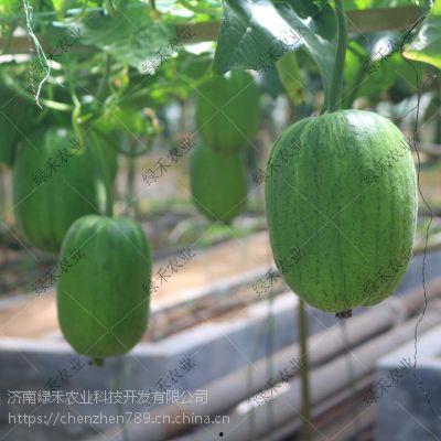 圆苹果瓜怎么吃,圆苹果瓜的多重食法探索