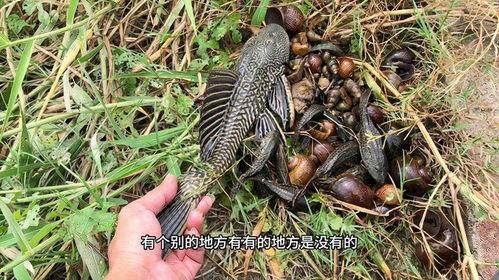 100元一斤鸡头条,揭秘鸡肉价格飙升背后的真相