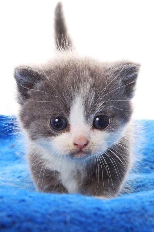 网红动物真可爱图片