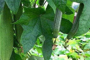 长水瓜怎么吃6,6种创意烹饪方法探索