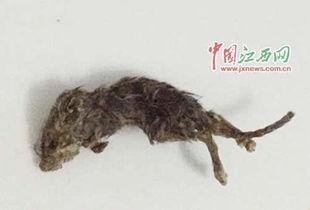 中年大叔吃老鼠的瓜,一场荒诞的瓜界奇谈